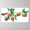 Suche nach apfelbaum poster Äpfel