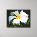 Suche nach frangipani leinwandbilder Blumen