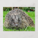 Suche nach waldtier postkarten Igel