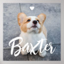 Suche nach der begleiter poster Haustier