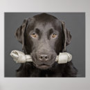 Suche nach schokolade labrador poster Niedlich
