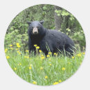 Suche nach schwarze bären aufkleber Tragen