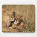 Suche nach löwen mousepads Safari