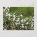 Suche nach myrte postkarten Blume