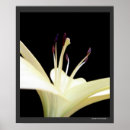 Suche nach die lilien poster Blumen