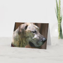 Suche nach däne karten Hunde