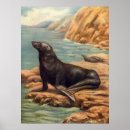 Suche nach meeressäugetiere poster Seelöwen