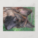 Suche nach gsd postkarten Haustiere