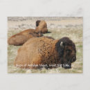 Suche nach bison horizontale postkarten Tier
