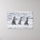 Suche nach pinguine leinwandbilder Schnee
