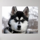Suche nach husky poster Haustier