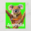 Suche nach koala bären postkarten Australien