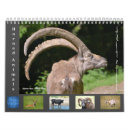 Suche nach tiere kalender Kuh
