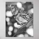 Suche nach weißer schmetterling poster Für sie