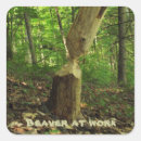 Suche nach biber aufkleber Nagetiere