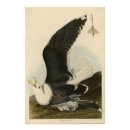 Suche nach möwe poster Vogel