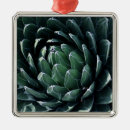 Suche nach wüsten pflanzen ornamente Botanisch