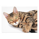 Suche nach bengalische katze poster Rasse