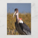 Suche nach stork postkarten Vogelbeobachtung