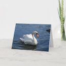 Suche nach stummer schwan karten Vögel