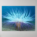Suche nach wasserleben poster Meereslebewesen