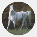 Suche nach arabische pferde aufkleber Bob langrish