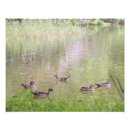 Suche nach enten poster Henne