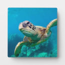 Suche nach segelboot fotoplatten Strand