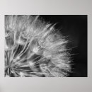 Suche nach löwenzahn poster Blume