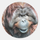 Suche nach orang utan aufkleber Wildtiere
