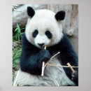 Suche nach pandabär poster Großer panda