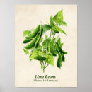 Suche nach vintage botanische illustration poster Botanischer druck