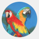 Suche nach parrot aufkleber Tiere