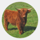 Suche nach vieh aufkleber Bauernhof