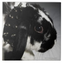 Suche nach kaninchen fliesen Natur