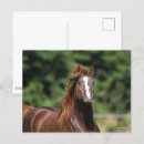 Suche nach bob langrish postkarten Kastanie