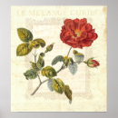 Suche nach vintage rote rose poster Botanisch
