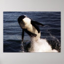 Suche nach schwertwal poster Tiere