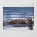 Suche nach seeotter postkarten Säugetier