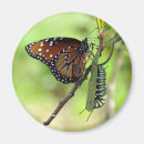 Suche nach monarch magnete Raupe