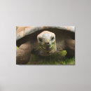 Suche nach schildkröten leinwandbilder Marinelife