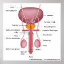 Suche nach drüse poster Urologie