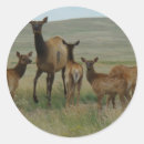 Suche nach kälber aufkleber Elch
