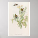 Suche nach kolibris poster Vintage