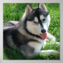 Suche nach siberian husky poster Welpen