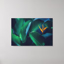 Suche nach regenwald leinwandbilder Paradies