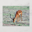 Suche nach gazelle poster Natur