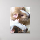 Suche nach niedliches schwein leinwandbilder Tiere