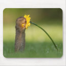 Suche nach leuchter mousepads Fotografie