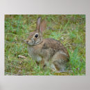 Suche nach wildes kaninchen poster Cottontail
